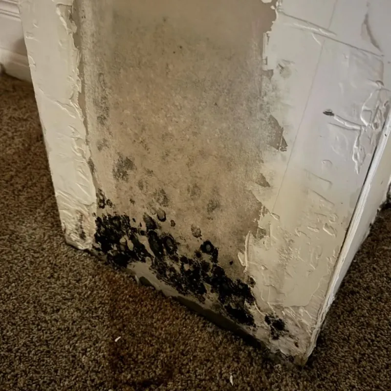 Professional Mold Removal in Montgomery County, MD